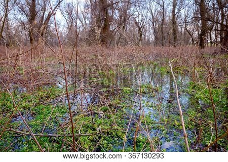 Flooded Trees In Bright Sunny Spring Day After Rain Flood, High Water In Forest.