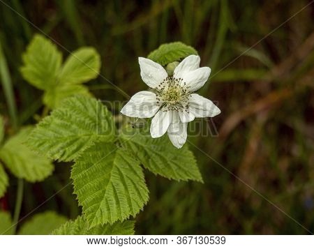 Closeup Of A White Flower And Leaves Of Dewberry, Rubus Caesius, In A Hedgerow