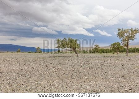 Typical View Of Mongolian Landscape. Mongolian Altai, Mongolia. Trees Grow In The Rocky Soil Of The 