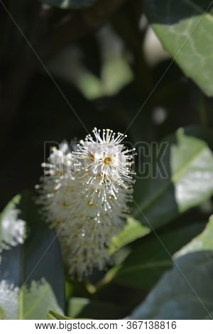 Laurel Cherry - Latin Name - Prunus Laurocerasus