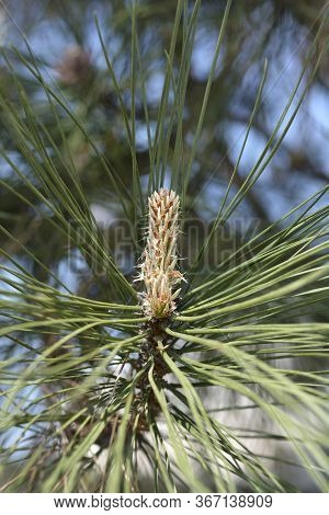 Black Pine - Latin Name - Pinus Nigraa