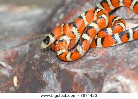 Lampropeltis Pyromelana