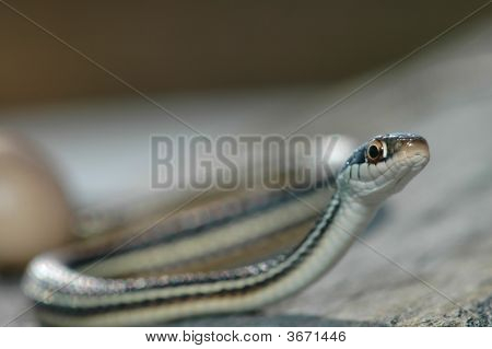 Thamnophis neporaženou