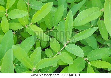 Vegetable Background From Young Leaves Of Honeysuckle. Natural Green Wallpaper From The Tender Fresh