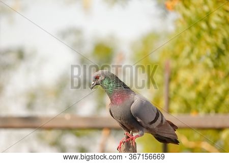 A Full Body Pigeon Sitting On The Grey Rock , Closeup Of A Dove Image Taken From India Rajasthan