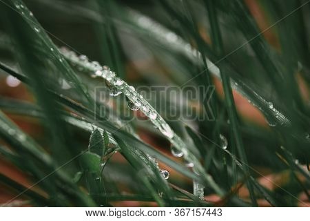 Rain Drops On Green Grass Nature Background. Nature Background Of Green Grass. Grass Leaves Nature B