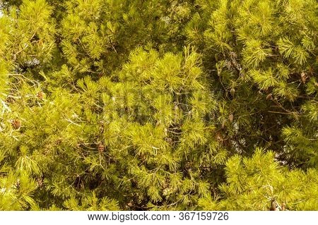 Leafy Very Green Pine Tree Packed With Pineapples. July 23, 2019. Hita Guadalajara Castilla La Manch