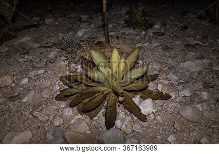 A Nocturnal Plant Grows In A Dried Up Seasonal Zim Stream In The Desert In Southern Israel Near The 
