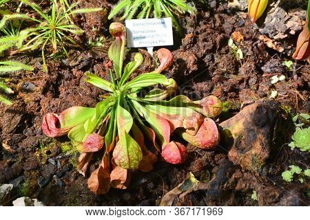 Carnivorous Pitcher Plants In Botanical Garden. Sarracenia Psittacina.