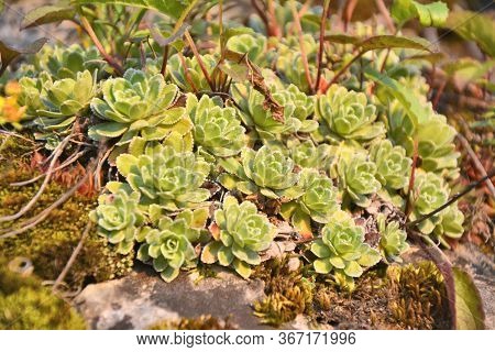 Saxifraga Paniculata, Alpine Saxifrage Grows Wild On The Rock In Poland.