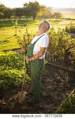 Senior gardener gardening in his permaculture garden - suffering from back pain