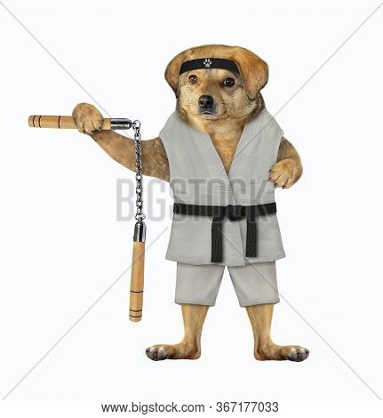 The Beige Dog Karate Athlete In A Kimono And A Black Headband Is Making Exercise With Nunchuck. Whit