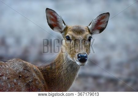 A Pretty Female Manchurian Sika Deer