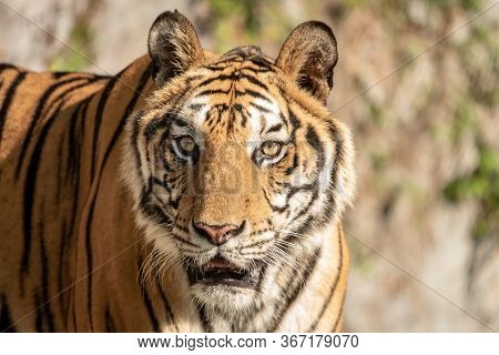 Tiger, Portrait Of A Bengal Tiger.
