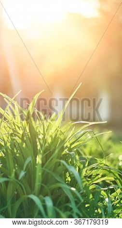Leaf Green Grass In Sunlight. Natural View Of The Forest. Vertical Banner