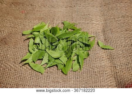 Stack Of Neem Or Azadirachta Indica Leaves On Burlap Background