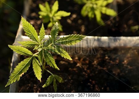 Small Sprouts Of Cannabis Bush, Hemp. Growing Marijuana