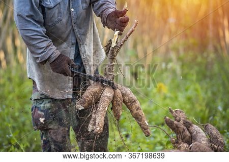 Agriculture Is Harvesting Tapioca From Cassava Farms.
