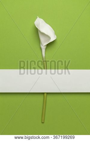 Calla Flower Isolated On Flat Lay Green Background. Minimal Spring Wedding Or Birthday Gift Card. Tr