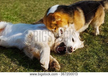 Welsh Corgi Pembroke And Golden Retriever Playing In The Garden On Grass. Dods Have Fun