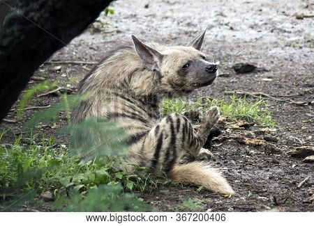 The Striped Hyena (hyaena Hyaena)  Lies On The Sand And Looks At Us