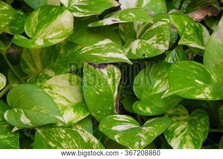 View Of The Money Plant (also Known As Epipremnum Aureum). Invasive Flowering Plant.