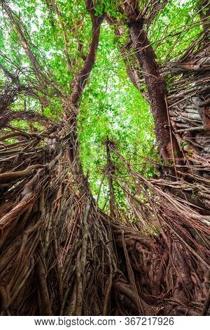 Big Banyan Or Indian Ficus Tree In Goa In India