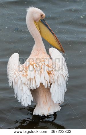 Portrait Of Beautiful Water Bird Pink-backed Pelican With Yellow Beak And Gentle Pink Feathers And F