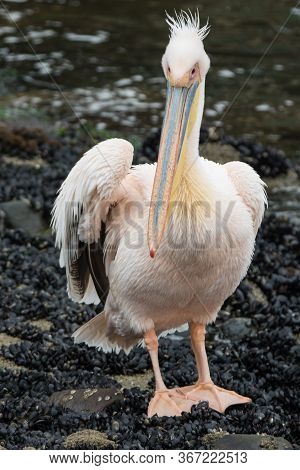 Portrait Of Beautiful Water Bird Pink-backed Pelican With Yellow Beak And Gentle Pink Feathers And F