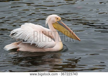 Portrait Of Beautiful Water Bird Pink-backed Pelican With Yellow Beak And Gentle Pink Feathers And F