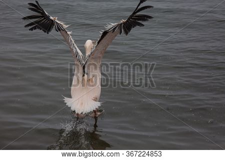 Beautiful Water Bird Pink-backed Pelican With Yellow Beak And Gentle Pink Feathers And Funny Topknot