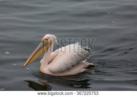 Portrait Of Beautiful Water Bird Pink-backed Pelican With Yellow Beak And Gentle Pink Feathers And F
