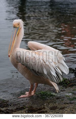 Portrait Of Beautiful Water Bird Pink-backed Pelican With Yellow Beak And Gentle Pink Feathers And F