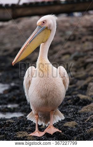 Portrait Of Beautiful Water Bird Pink-backed Pelican With Yellow Beak And Gentle Pink Feathers And F