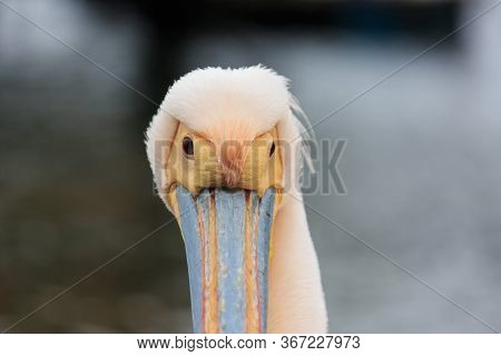 Portrait Of Beautiful Water Bird Pink-backed Pelican With Yellow Beak And Gentle Pink Feathers And F