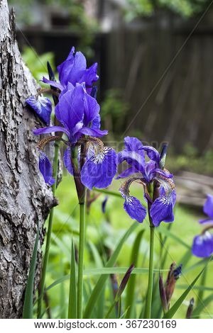 Blue Siberian Iris Flower Closeup On Garden Background.