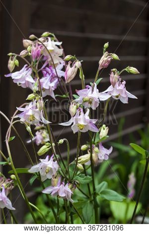 Plae Pink Aquilegia Flowers Closeup In Spring Garden.