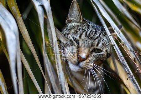 Male Mackerel Tabby Cat Playing Outside In The Garden