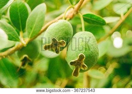 Two Green Feijoa Hanging On The Feijoa Tree Branch, Green Leaves In A Botanical Garden On The Island