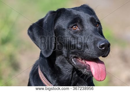 Head Shot Of A 10 Month Old Black Labrador Puppy