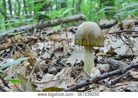 Nice Young Specimen Of Amanita Phalloides Or Deathcap Mushroom, Darker Variety,  In Natural Habitat,
