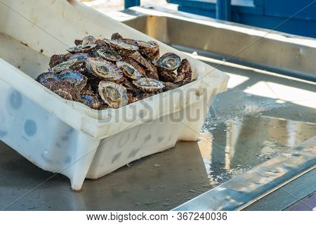 Small Private Seafood Market. On The Counter Is A White Plastic Tray With Fresh, Wild Lapas - Platel