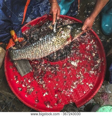 Top view on the hands of a fisherman cleaning a fish fin on its working table