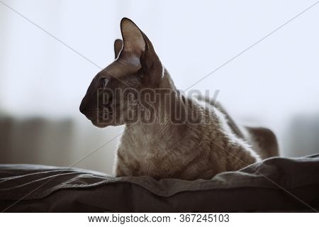 Cornish Rex Cat Sitting On A Bed. Vertical Shot, Portrait.