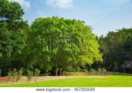 Grenery View A Light Green Tree On The Lawn In Public Park With Clouds With Nature Background In Blu