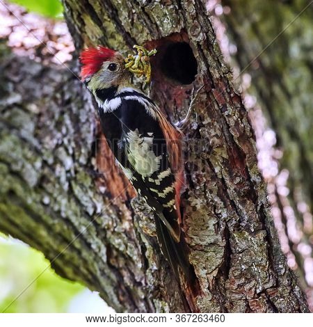 Dendrocopos medius, Middle spotted woodpecker, The bird is sitting next to the nesting cavity during the nesting season, some insects in the beak, Romania