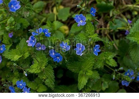 Veronica Chamaedrys - Blue Blossoms Bird's-eye Speedwell, Veronica Chamaedrys.