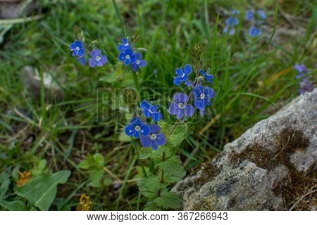 Veronica Chamaedrys - Blue Blossoms Bird's-eye Speedwell, Veronica Chamaedrys.