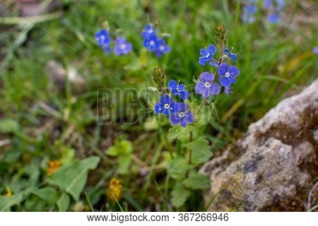 Veronica Chamaedrys - Blue Blossoms Bird's-eye Speedwell, Veronica Chamaedrys.