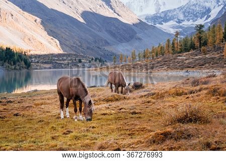 The Horses Grazing In The Valley Of River Akem On Backgroind Of Mountain Belukha. Altai Mountains, R